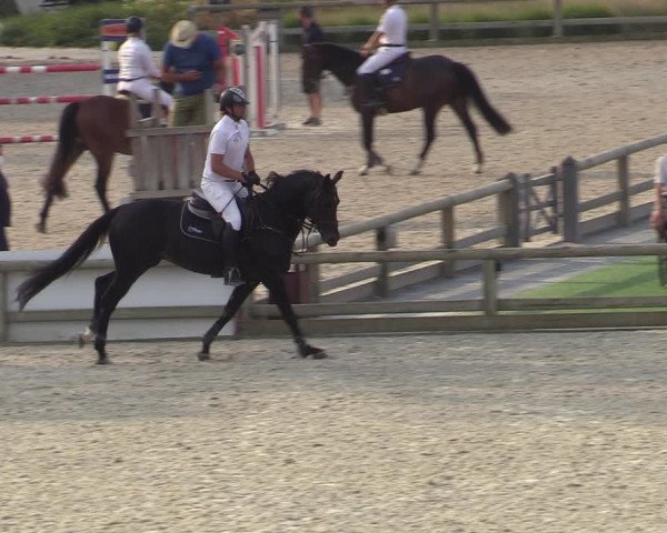 Gold +Cyclus Jonge Paarden in Lier (BEL) 2020
