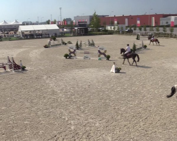 Gold +Cyclus Jonge Paarden in Lier (BEL) 2020
