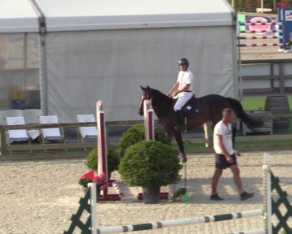 Gold +Cyclus Jonge Paarden in Lier (BEL) 2020