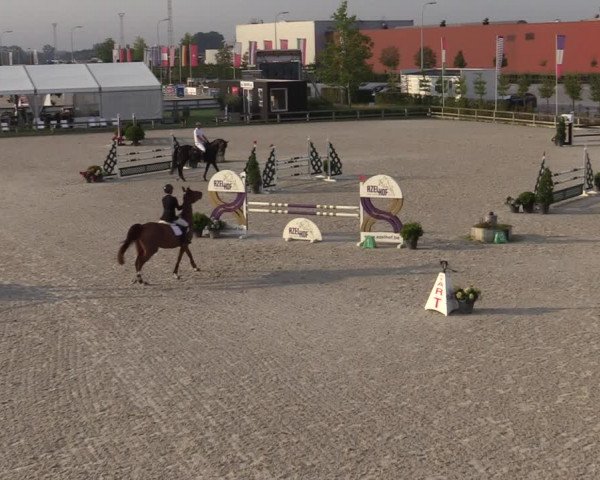 Gold +Cyclus Jonge Paarden in Lier (BEL) 2020