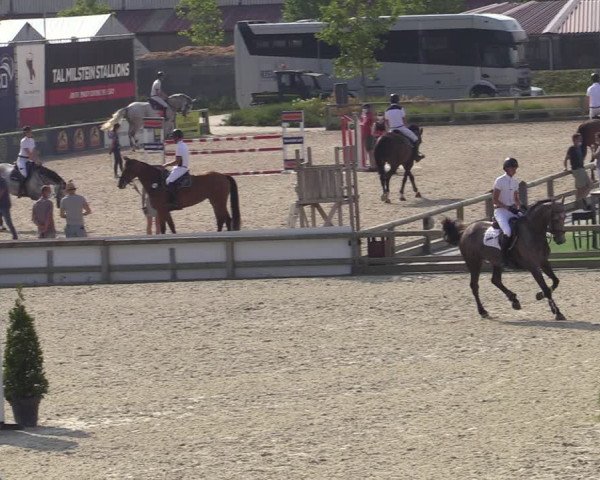 Gold +Cyclus Jonge Paarden in Lier (BEL) 2020