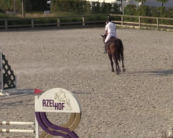 Gold +Cyclus Jonge Paarden in Lier (BEL) 2020
