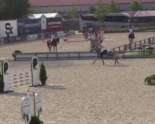 Gold +Cyclus Jonge Paarden in Lier (BEL) 2020
