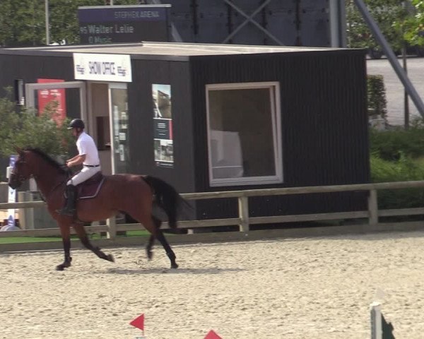 Gold +Cyclus Jonge Paarden in Lier (BEL) 2020