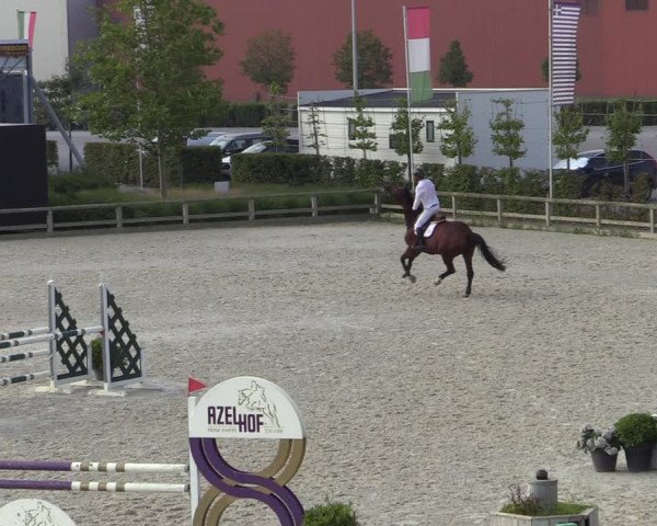 Gold +Cyclus Jonge Paarden in Lier (BEL) 2020