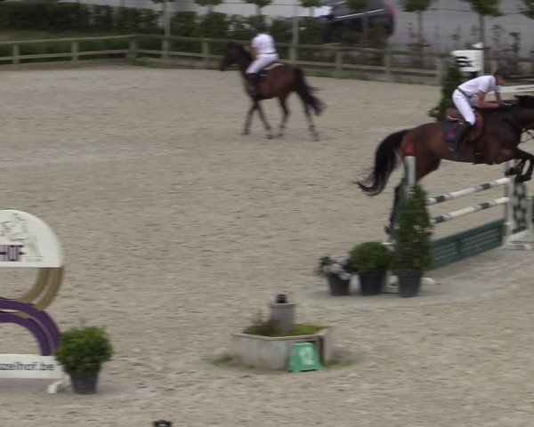 Gold +Cyclus Jonge Paarden in Lier (BEL) 2020