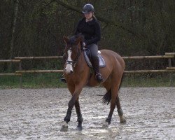 jumper Abricot de Mai (Belgian Warmblood, 2006, from Quaser de l'Ile)