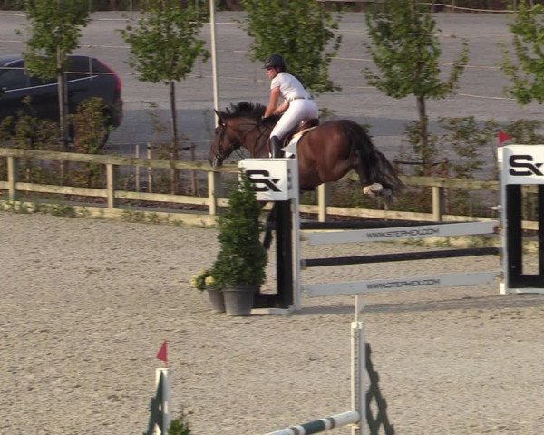 Gold +Cyclus Jonge Paarden in Lier (BEL) 2020