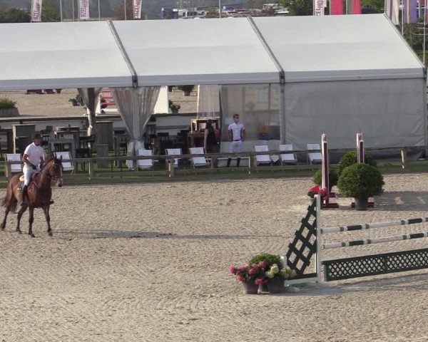 Gold +Cyclus Jonge Paarden in Lier (BEL) 2020