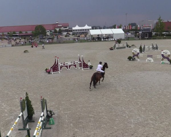 Gold +Cyclus Jonge Paarden in Lier (BEL) 2020