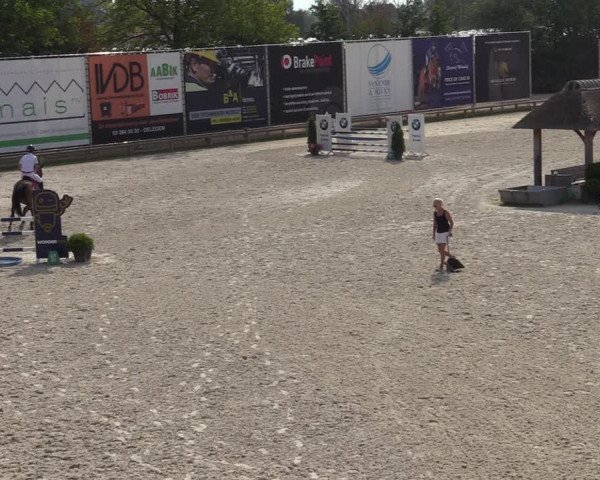 Gold +Cyclus Jonge Paarden in Lier (BEL) 2020
