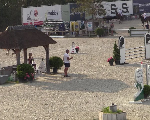 Gold +Cyclus Jonge Paarden in Lier (BEL) 2020