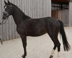 Fattrice Rue Marlene (Oldenburger, 2012, di Royal Classic I)