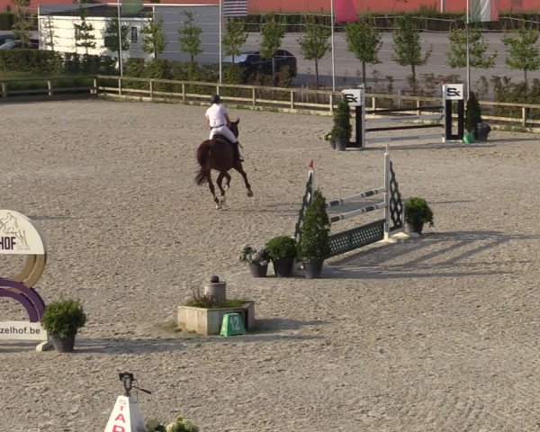 Gold +Cyclus Jonge Paarden in Lier (BEL) 2020