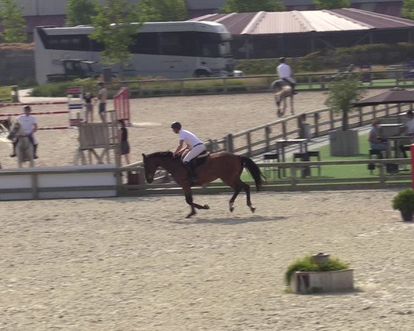 Gold +Cyclus Jonge Paarden in Lier (BEL) 2020