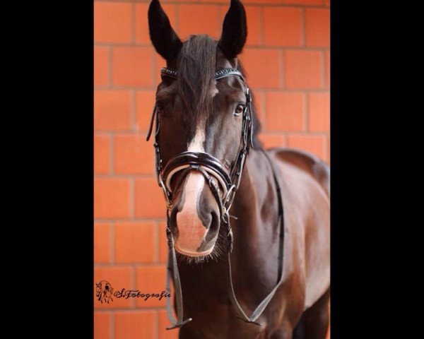 dressage horse Catch me if you can 30 (Hanoverian, 2009, from Chivas)