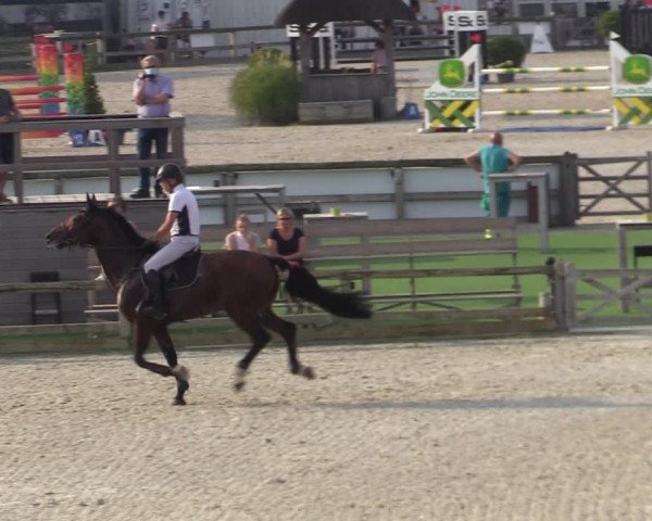 Gold +Cyclus Jonge Paarden in Lier (BEL) 2020