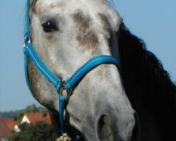 jumper Carwyn (Holsteiner, 2007, from Contendro II)