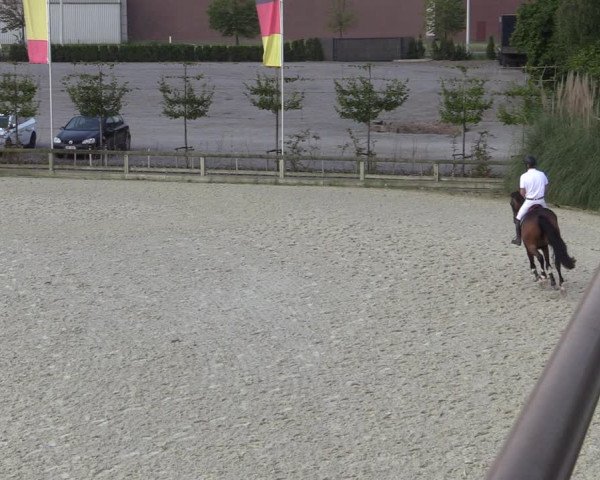 Gold +Cyclus Jonge Paarden in Lier (BEL) 2020