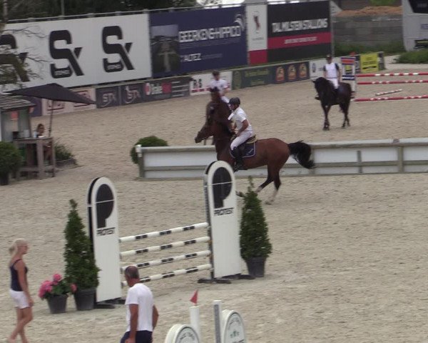 Gold +Cyclus Jonge Paarden in Lier (BEL) 2020