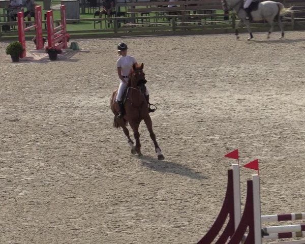 Gold +Cyclus Jonge Paarden in Lier (BEL) 2020