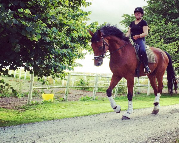 horse Scolario (Oldenburg, 2007, from Sandro Hit)