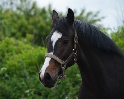 jumper Chepetto's Mr. Bombastic (Holsteiner, 2011, from Ab 19 Chepetto)