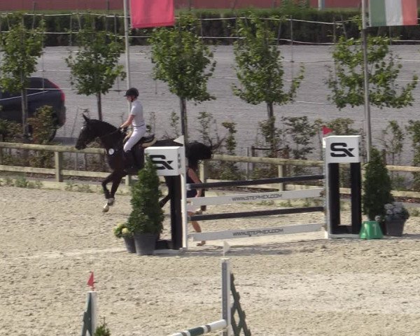 Gold +Cyclus Jonge Paarden in Lier (BEL) 2020