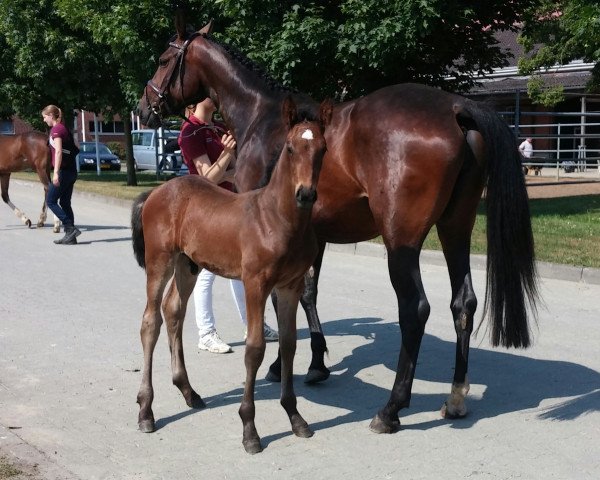 jumper Corsar 47 (Holsteiner, 2015, from Cormint)