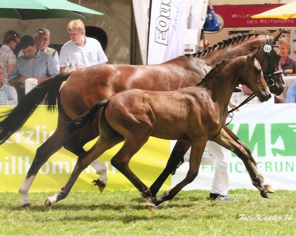 dressage horse Faceur S (German Sport Horse, 2014, from Franziskus FRH) dressage horse Faceur S (German Sport Horse, 2014, from Franziskus FRH)