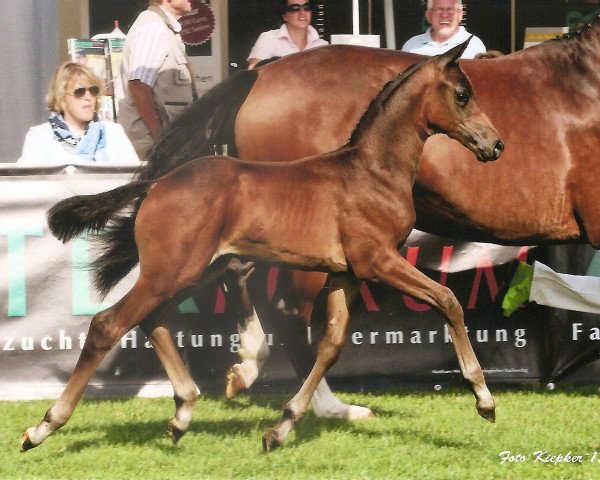 dressage horse Franklin GS (Oldenburg, 2015, from Franziskus FRH)