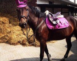 Springpferd Liberty's Girl (Deutsches Sportpferd, 2007, von Liberty Son)