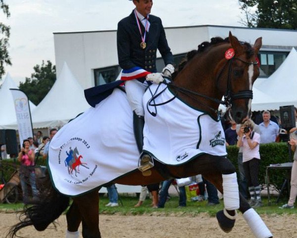 dressage horse Bonaparte (Rhinelander, 2004, from Belissimo NRW)