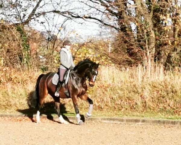 dressage horse Seccito 7 (Oldenburg, 2011, from Sancisco)