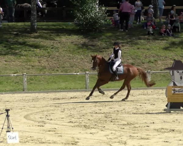Reitturnier Reilingen 2021