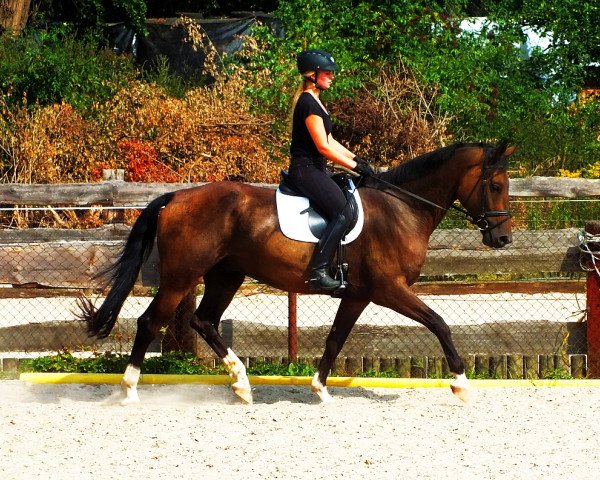 dressage horse Fürst William Z (German Sport Horse, 2010, from Fürst Wettin)