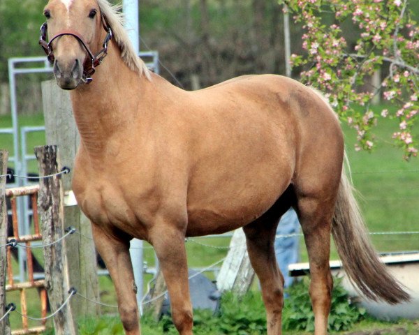 broodmare Iberia (Palomino with riding horses pedigree, 2001, from Colour of Fun)