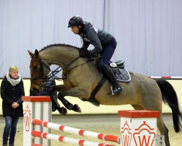 Springpferd Captain Kirk 14 (Westfale, 2009, von Cayetano L)