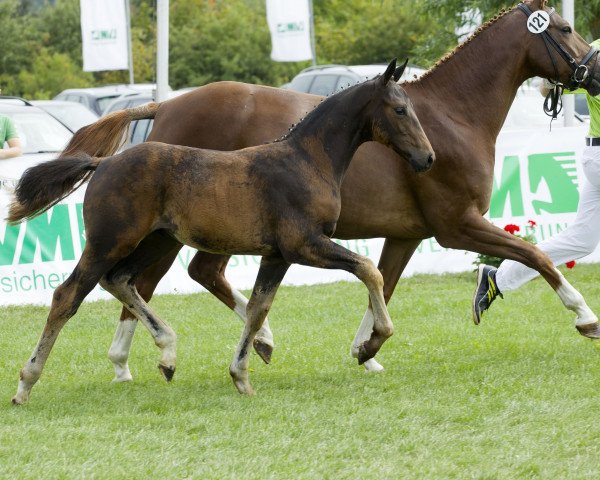 broodmare Donnerstolz H (Oldenburg, 2004, from Eskardo)