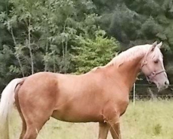 stallion Colour of Fun (German Warmblood, 1995, from Changing Winds)