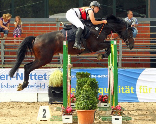 jumper Nino (Oldenburg show jumper, 2006, from Nintender)
