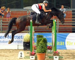 jumper Nino (Oldenburg show jumper, 2006, from Nintender)