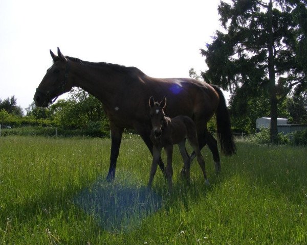 Zuchtstute Luna (Brandenburger, 1997, von Jerome II 3389)