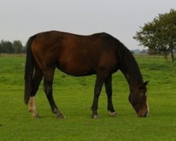broodmare Jademoewe (Oldenburg, 1996, from Donnerwerther)