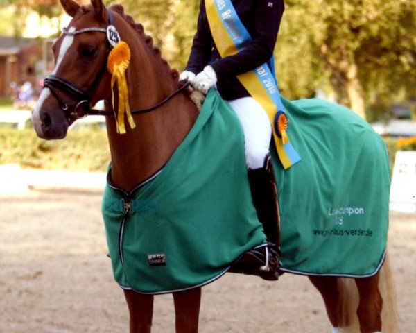 dressage horse Reitlands One Fine Fellow (German Riding Pony, 2011, from High Flow's Oxford)