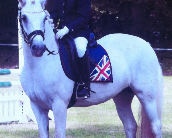 jumper Medina (Connemara Pony, 2008, from Norlunds Cash and Go)