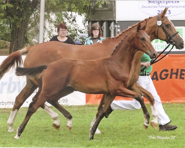 horse Sacre Coeur GS (Oldenburg, 2013, from San Amour I)