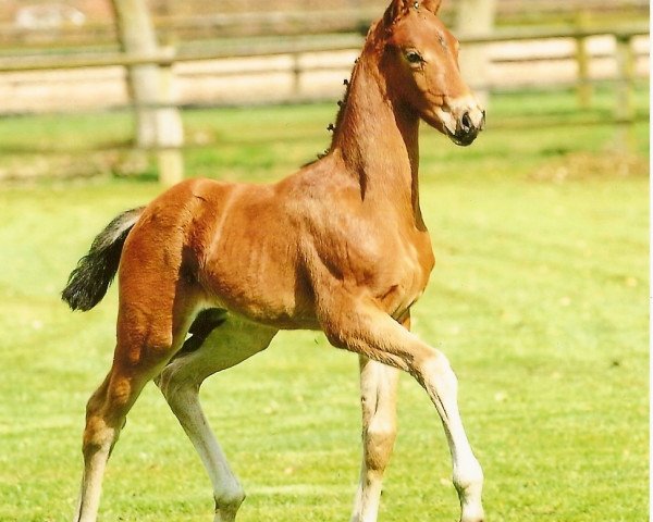 Dressurpferd Sunset Star (Oldenburger, 2009, von Sandro Hit)