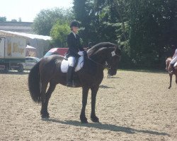Dressurpferd Jacky 223 (Friese, 1995, von Tsjomme 329)