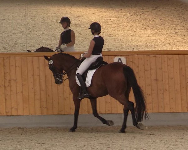 Reitturnier Münster-Amelsbüren 2020